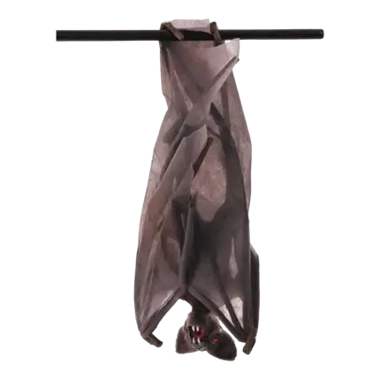 MURCIÉLAGO CON ALAS PLEGADAS - 52 X 24 X 15 CM