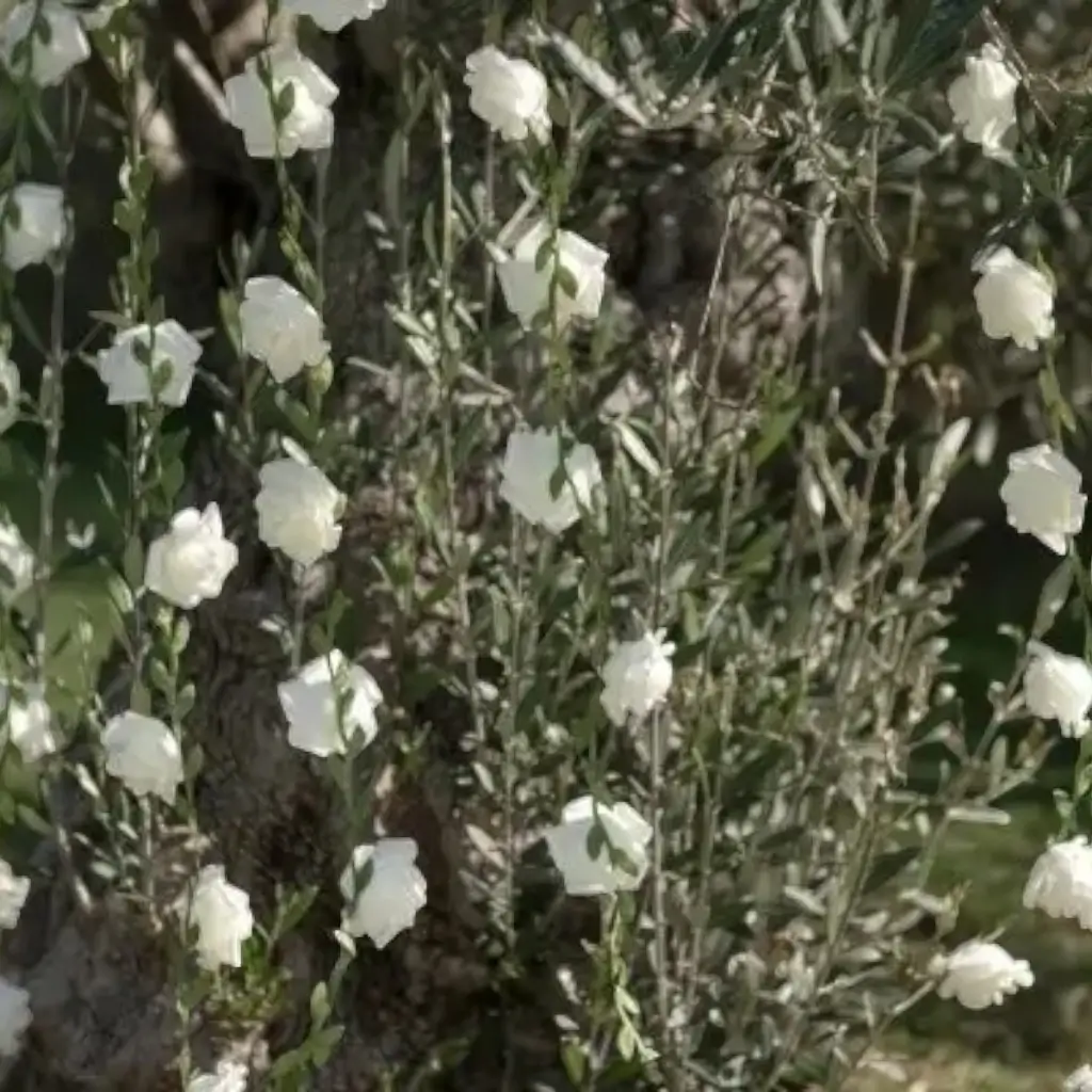 Guirnalda de rosas blancas - ø 50mm / 120cm