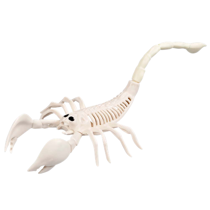 Esqueleto de escorpión, 33 x 14 x 8 cm – Decoración de Halloween