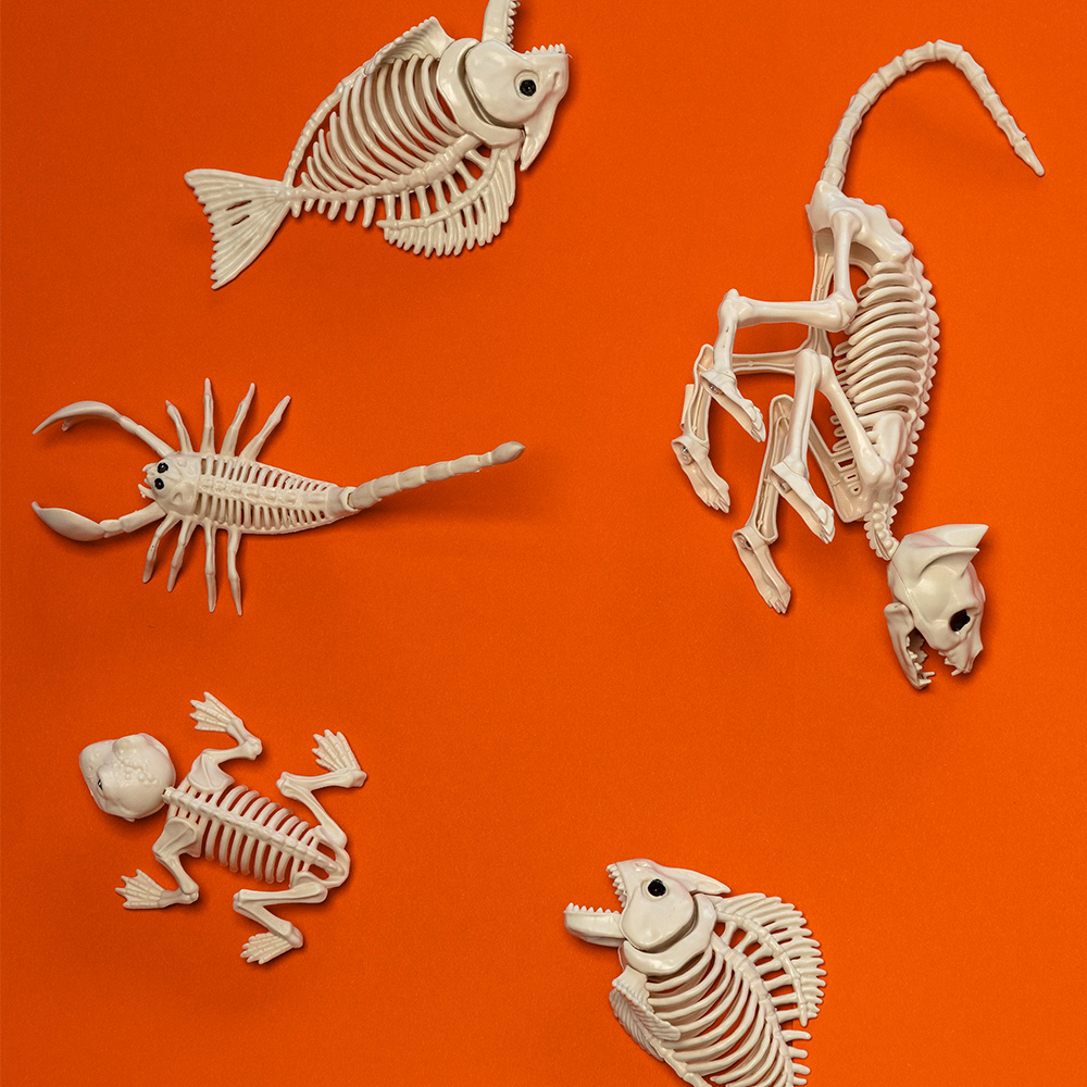 Esqueleto de gato 49 x 18 x 14 cm – Decoración de Halloween