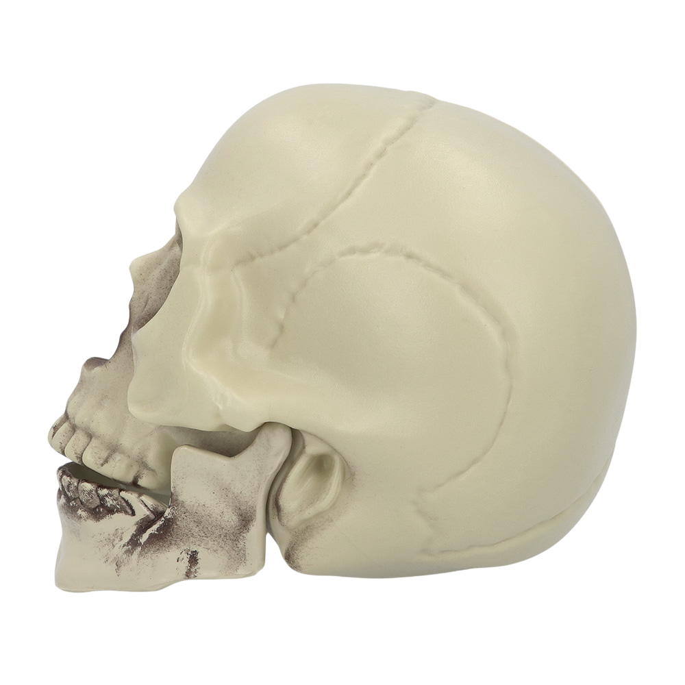 Calavera decorativa de 15 x 20 x 16 cm – Halloween